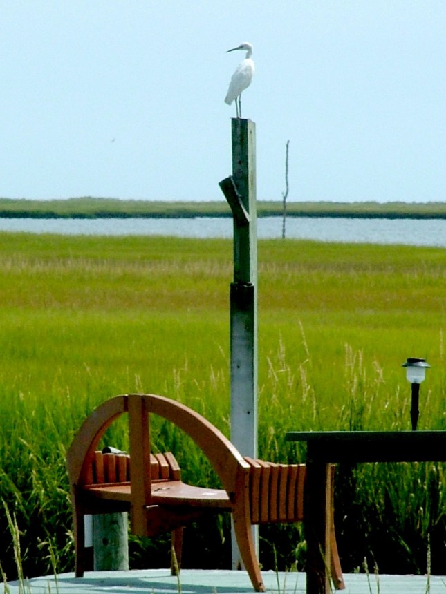 A woodworking project - A bench to watch the marsh